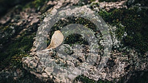 The dried seed of the old, moss-covered tree