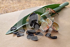 Dried seed pods from an amaryllis flower