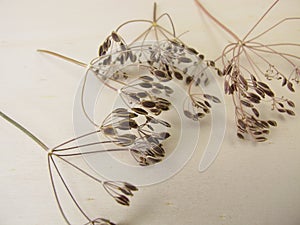 Dried seed umbels from dill