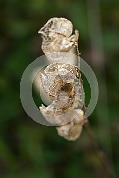 Dried seeds of field pennycress, Thlaspi arvense on greenbackground