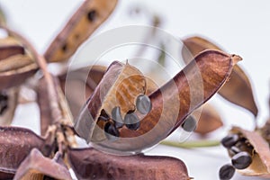 Dried seeds sensitive plant or sleepy plant isolate on white background.