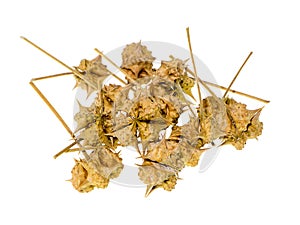 dried seeds of Tribulus terrestris