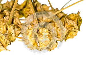 dried seeds of Tribulus terrestris