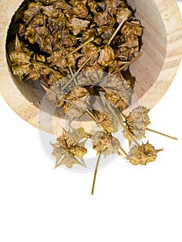 dried seeds of Tribulus terrestris