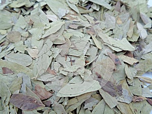 Dried Senna Alexandrina also called daun jati tiongkok, daun jati china leaves with white background. This leaves usually used a