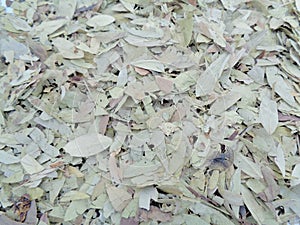 Dried Senna Alexandrina also called daun jati tiongkok, daun jati china leaves with white background. This leaves usually used a photo
