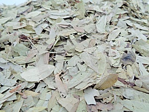 Dried Senna Alexandrina also called daun jati tiongkok, daun jati china leaves with white background. This leaves usually used a