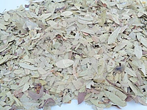 Dried Senna Alexandrina also called daun jati tiongkok, daun jati china leaves with white background. This leaves usually used a