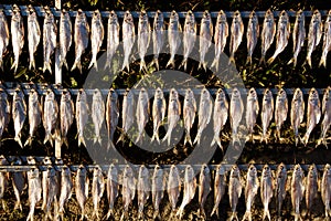 Dried shad misultin