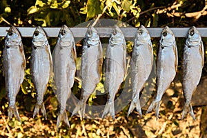 Dried shad misultin photo