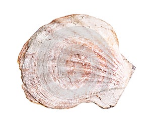 dried shell of escallop cutout on white photo
