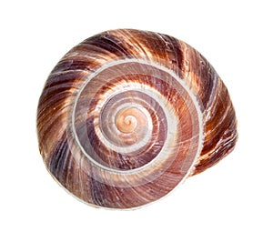 Dried shell of roman snail cutout on white