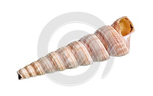 dried shell of turritella mollusk cutout on white