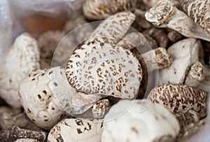 Dried Shiitake Mushrooms (Lentinula edodes) photo