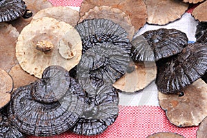 Dried Shiitake mushrooms, market China