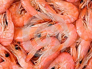 The dried shrimp for foods