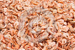 Dried shrimp - shrimp drying in the sun