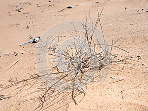 Dried shrub in sand of Wadi Rum desert