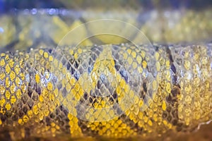 Dried skin of the Burmese python for background. The Burmese python (Python bivittatus) is one of the five largest species of