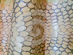 Dried skin of the king cobra snake for background. King cobra (Ophiophagus hannah) the world\'s largest venomous snake. They are