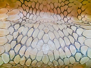 Dried skin of the king cobra snake for background. King cobra (Ophiophagus hannah) the world\'s largest venomous snake. They are