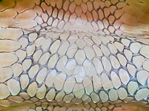 Dried skin of the king cobra snake for background. King cobra (Ophiophagus hannah) the world\'s largest venomous snake. They are