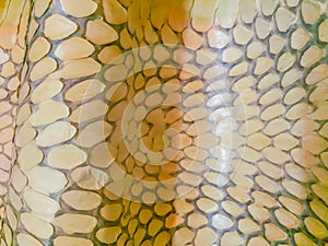 Dried skin of the king cobra snake for background. King cobra (Ophiophagus hannah) the world\'s largest venomous snake. They are