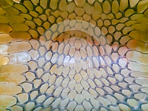Dried skin of the king cobra snake for background. King cobra (Ophiophagus hannah) the world\'s largest venomous snake. They are