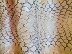 Dried skin of the king cobra snake for background. King cobra (Ophiophagus hannah) the world\'s largest venomous snake. They are