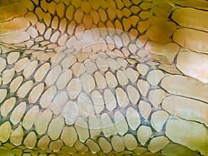 Dried skin of the king cobra snake for background. King cobra (Ophiophagus hannah) the world\'s largest venomous snake. They are