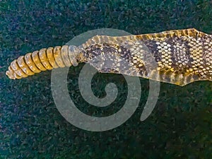 Dried skin of the Rattlesnake for background. Rattlesnakes receive their name from the rattle at the end of their tails makes a