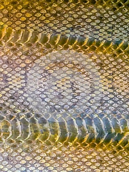 Dried skin of the Rattlesnake for background. Rattlesnakes receive their name from the rattle at the end of their tails makes a