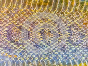 Dried skin of the Rattlesnake for background. Rattlesnakes receive their name from the rattle at the end of their tails makes a