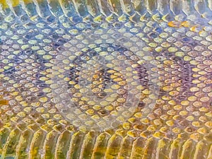 Dried skin of the Rattlesnake for background. Rattlesnakes receive their name from the rattle at the end of their tails makes a