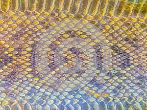 Dried skin of the Rattlesnake for background. Rattlesnakes receive their name from the rattle at the end of their tails makes a