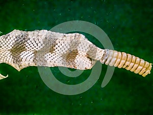 Dried skin of the Rattlesnake for background. Rattlesnakes receive their name from the rattle at the end of their tails makes a