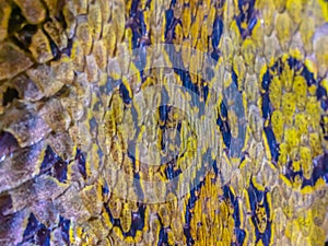 Dried skin of the Siamese Russell\'s Viper snake (Daboia siamensis), one of Thailandâ€™s most charismatic viper species. Siamese