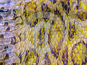 Dried skin of the Siamese Russell\'s Viper snake (Daboia siamensis), one of Thailandâ€™s most charismatic viper species. Siamese