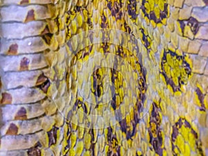 Dried skin of the Siamese Russell\'s Viper snake (Daboia siamensis), one of Thailandâ€™s most charismatic viper species. Siamese