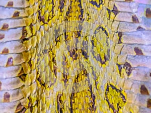 Dried skin of the Siamese Russell\'s Viper snake (Daboia siamensis), one of Thailandâ€™s most charismatic viper species. Siamese