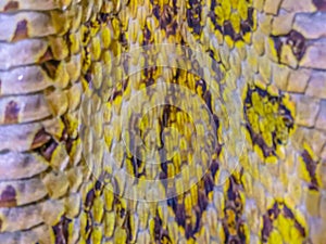 Dried skin of the Siamese Russell\'s Viper snake (Daboia siamensis), one of Thailandâ€™s most charismatic viper species. Siamese