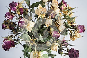 Dried small red and yellow roses on a gray-white background. Bouquet of flowers