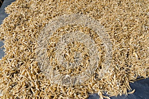 Dried small sea fish