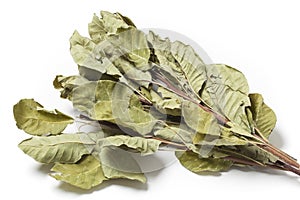 Dried Smoketree Cotinus Coggygria Leaves photo