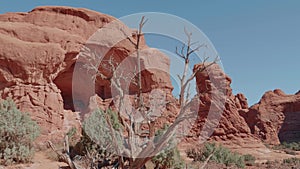 Dried snag dead tree in desert on background of a rock formation of orange color