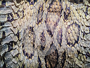 Dried snake skin of Siamese russell's viper (Daboia siamensis) f