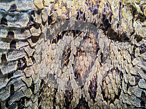 Dried snake skin of Siamese russell's viper (Daboia siamensis) f