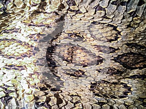 Dried snake skin of Siamese russell's viper (Daboia siamensis) f