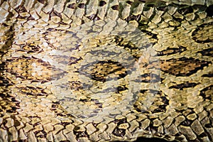 Dried snake skin of Siamese russell's viper (Daboia siamensis) f