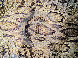 Dried snake skin of Siamese russell's viper (Daboia siamensis) f